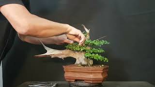 🔴COMO HACER UN BONSAI 👉PINZADO DEL TANUKI LIGUSTRINA [upl. by Alica366]