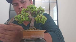 portulacaria afra bonsai mame estilo moyogi defoliacion [upl. by Llenroc921]