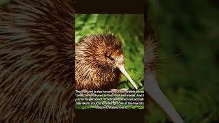 Interesting facts about Kiwi naturebirds [upl. by Helen]