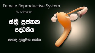 ස්ත්‍රී ප්‍රජනක පද්ධතිය 😨 The Female Reproductive System  AL biology in sinhala [upl. by Eenattirb]