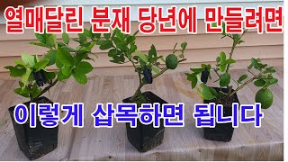 열매 달린 분재 나무 당년에 만들려면 이렇게 삽목 하면 됩니다삽목 방법 분재 재배 분재 기술 공중삽목 하늘 삽목 취목 공중 취목 분재 만들기 유자 키우기 [upl. by Niel]