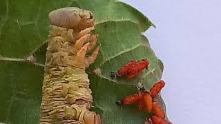 MANY CHALCID WASPS LARVAL PARASITOIDS EMERGED FROM CATERPILLAR amp PUPATED Entomology Secrets [upl. by Chute70]