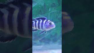 Demasoni Cichlid exoticfishlover fish fishvideo [upl. by Abert]