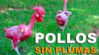 Los pollos sin plumas “listos para cocinar” [upl. by Rufus]