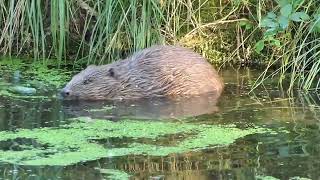 Europese bever familie Castor fiber in de Peel [upl. by Dann]