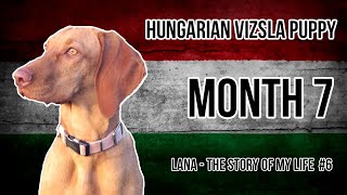 Hungarian Vizsla Puppy 6 Month 7 [upl. by Acina916]