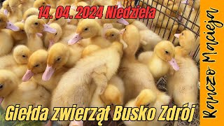 Giełda zwierząt Busko Zdrój 14042024 366 4K [upl. by Eserrehs]