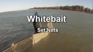 Whitebaiting Set Box Nets Waimakariri Riverwmv [upl. by Etnohc]