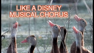 Blackbellied Whistling Ducks NARRATED [upl. by Naor164]