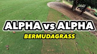 Tahoma 31 vs IronCutter Bermudagrass BONUS 419 and Toro Zoysia [upl. by Dymoke]