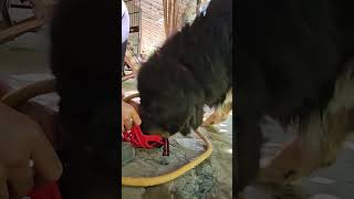 Tibetan Mastiff Dog ki muzzle training peepalfarm [upl. by Drahsar]