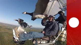 Guidare gli uccelli in volo  science [upl. by Ethelbert]