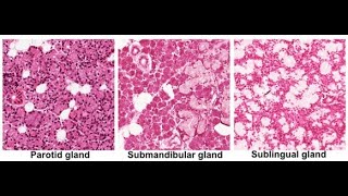 Histological Differences between Major salivary Glands parotid submandibular Sublingual [upl. by Northway]