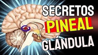 8 Práticas para a ativação da Glândula Pineal [upl. by Patsis729]