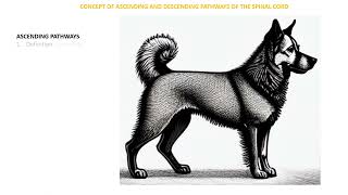 Spinal Cord Ascending and Descending pathways [upl. by Nyliak]