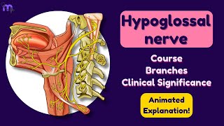 Hypoglossal Nerve  Course  Branches  Clinical Significance  Anatomy  Animated explanation [upl. by Guise]