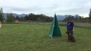 Doberman Pinscher Training in SchutzhundIPO [upl. by Eelloh849]