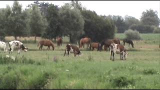 Fin daprésmidi dans la campagne normande [upl. by Wester]