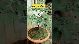 Mimosa plant  शमी का पौधा shorts youtubeshorts plants astrology garden [upl. by Eojyllib727]