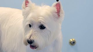 How to Groom a Westie  West Highland White Terrier  DoItYourself Dog [upl. by Notelrac211]