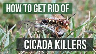 How to Get Rid of Cicada Killers 4 Easy Steps [upl. by Drofliw503]