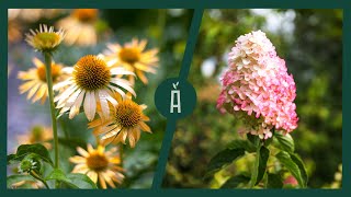 Mijn selectie zomerbloeiers Echinacea amp hortensia planten in de tuin zo doe je dat I Angelo Dorny [upl. by Hurff116]