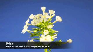 Phlox flower time lapse [upl. by Ninel]