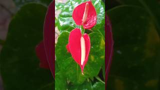 My red beauty blooms❤️Anthurium ❤️‍🔥garden trending shorts [upl. by Yerfoeg]