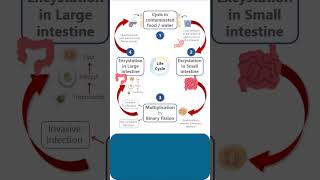 LIFE CYCLE of ENTAMOEBA HISTOLYTICA pathology microbiology parasitology lifecycle lifecycles [upl. by Dagna]