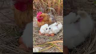 The wings of the mother hen are a warm harbor for dogs Cute pet debut plan Dogs Golden Sun or [upl. by Gibbeon]