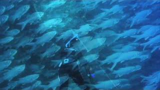 Beautiful moi fish farms and giant trevally ulua in Hawaii [upl. by Asyar20]