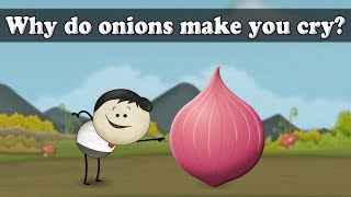 Human Tears  Why do onions make you cry  aumsum kids science education children [upl. by Thirion178]