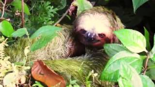 Brownthroated threetoed sloth Bradypus variegatus [upl. by Willyt]