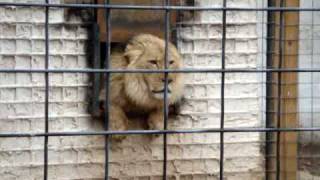 lion hates people [upl. by Schoenberg]