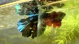 Betta Fish Dance For Kids  Fighter Fish Dance [upl. by Kirschner]