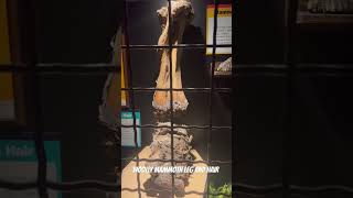 Woolly mammoth leg and hair and molar at Ripley’s believe it or not ￼ [upl. by Halilak]