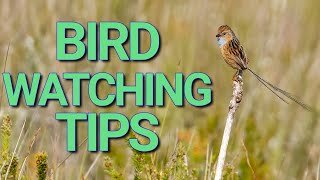 Bird Watching Like a PRO Tips for Spotting Southern Emuwrens [upl. by Schwenk]