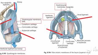 Larynx membranes amp ligaments 5 [upl. by Nyleak]