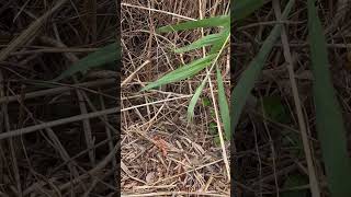 Sending nesting diamondback terrapin home after done laying eggs wetlandsinstitute fieldofdreams [upl. by Ordnaxela567]