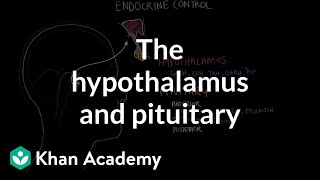 The hypothalamus and pituitary gland  Endocrine system physiology  NCLEXRN  Khan Academy [upl. by Atrebla]