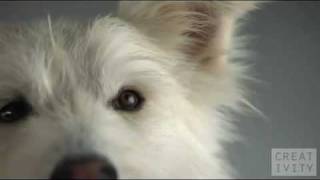 Pedigree Highspeed Dog Commercial [upl. by Assirim]