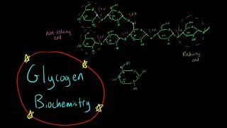 Glycogen Biochemistry EVERYTHING YOU NEED TO KNOW glycogen synthesis breakdown reducing end [upl. by Fachini]