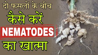 Nematode control  Nematode control organic and chemicals  Nematode control in plants  by PC Verma [upl. by Allimaj]