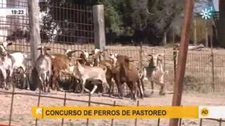 El perro de agua pastor de cabras [upl. by Hedberg]