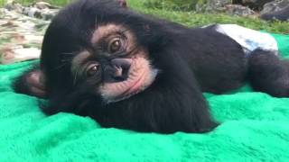 Baby chimpanzee is taking some sun at ZWF Miami [upl. by Eilsek]