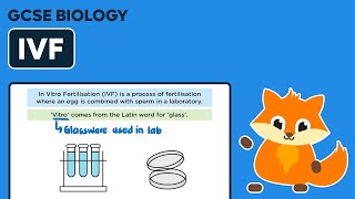 In Vitro Fertilisation IVF  GCSE Biology [upl. by Mellins]