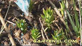 Schneckenkorn zur Schneckenbekämpfung im Garten anwenden [upl. by Corydon]