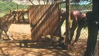 Christian The Lion at Worlds End Part 6mp4 [upl. by Nelleus]