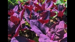 ⟹ Red Orach  Atriplex hortensis  A BEAUTIFUL PLANT Orach [upl. by Oner]