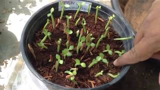 How to grow Adenium from seeds 90 to 100 germination [upl. by Dnalyar]